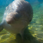 Dolphin underwater