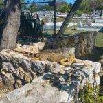 Grand Cayman Islands lizard