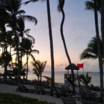 Palm Tree at sunset