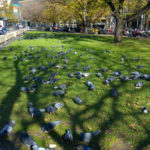 Adelaide pigeons