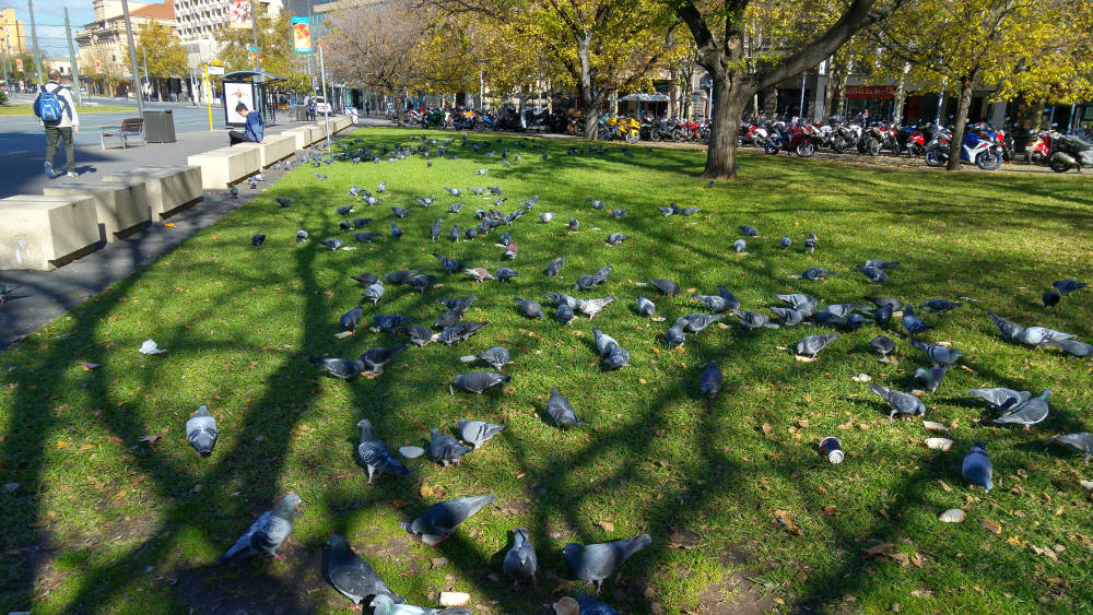 Adelaide pigeons