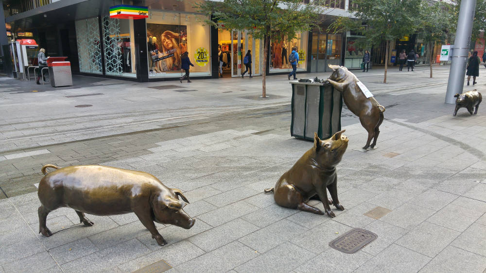 Rundle Mall pigs