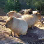 Adelaide Zoo animals