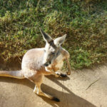 Kangaroo