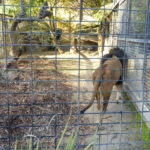 Adelaide Zoo lion