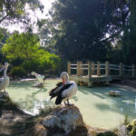 Pelicans