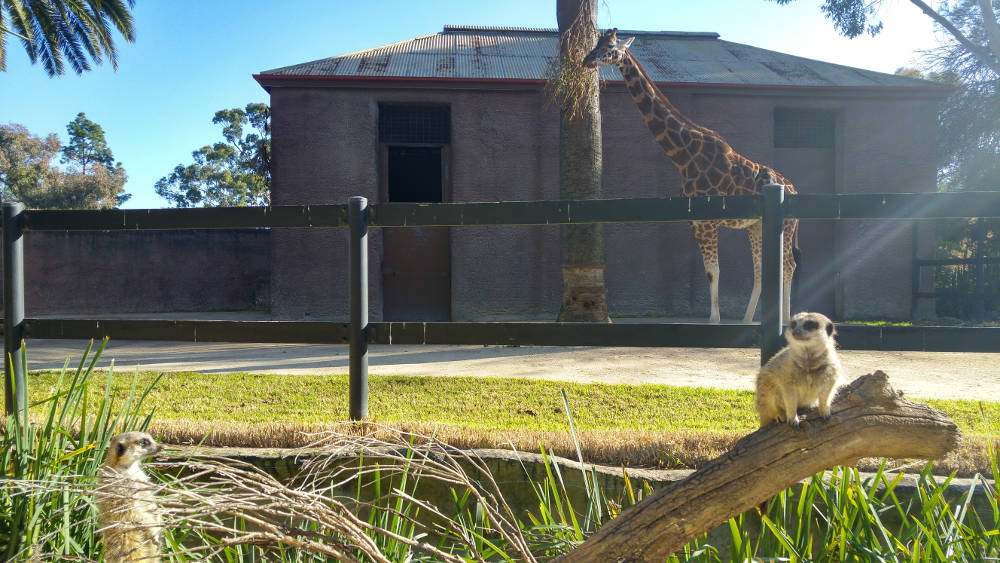 Meerkat and Giraffe landscape