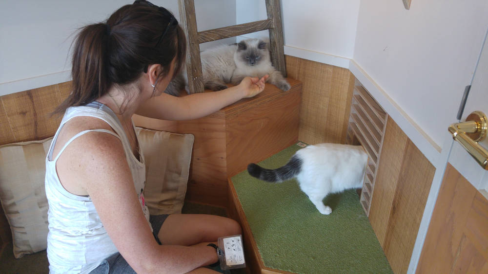 Linda Cat Cafe