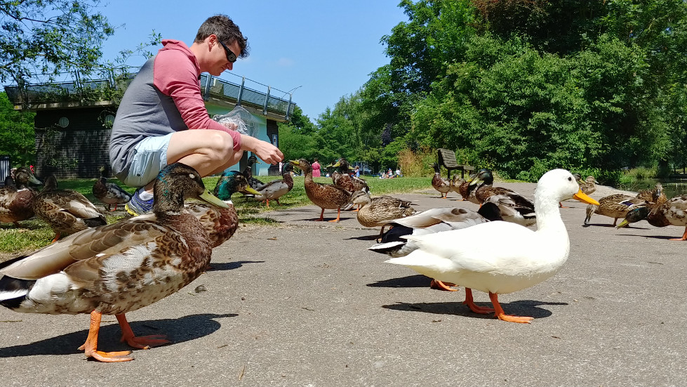 Cambridge ducks