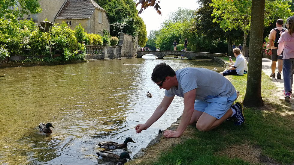 Cotswold ducks