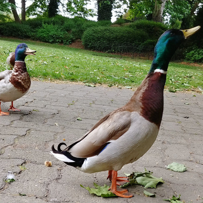 Dublin mallards