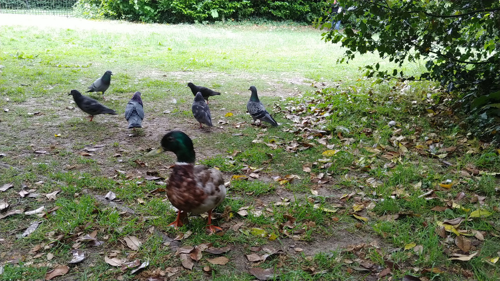 Dublin birds