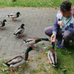 ducks-adam