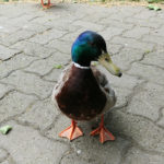 Dublin mallard