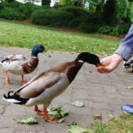 Feeding mallards