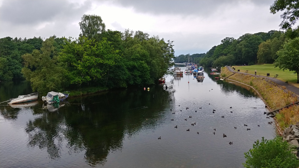 Alexandria ducks
