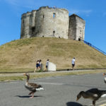 Clifford Tower geese