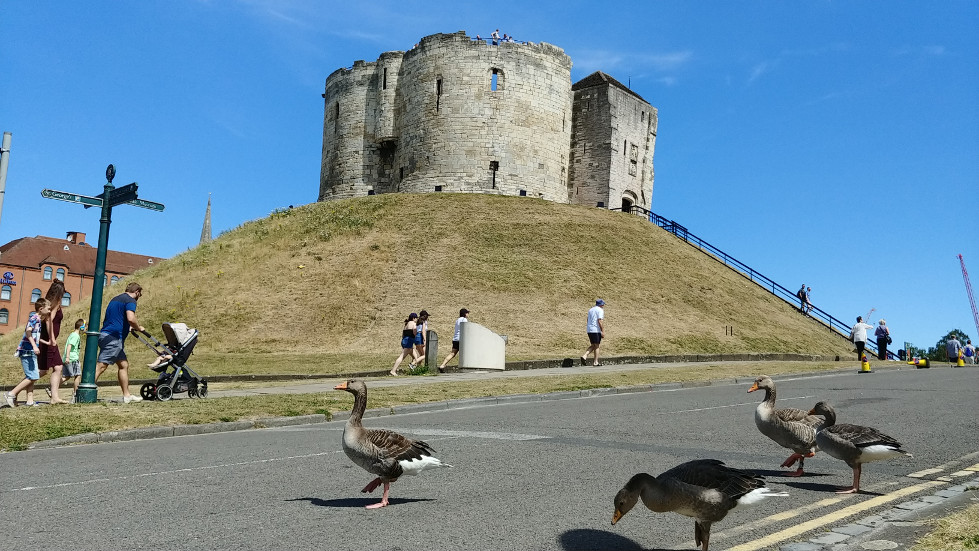 Clifford Tower geese