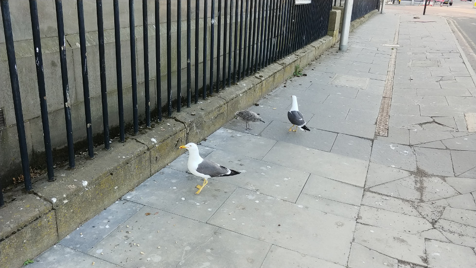 Dundee bird baby