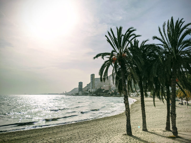 Alicante palm sunset