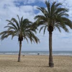 Alicante palm trees