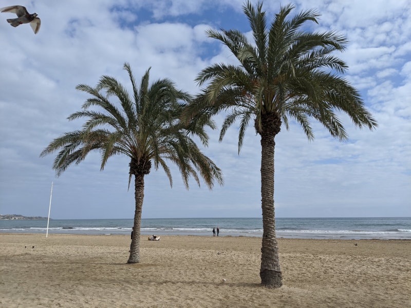 Alicante palm trees