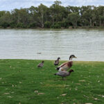 renmark-ducks