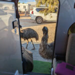 monkey-emus