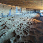 dinosaur-footprints
