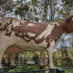 toowoomba-cow