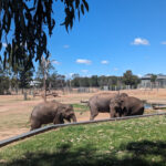 dubbo-elephants