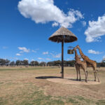 dubbo-giraffes