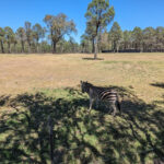 dubbo-zebra