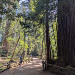 redwoods-linnie